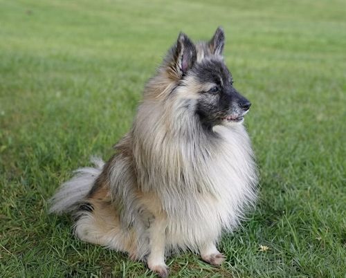 Vlcko Wolf