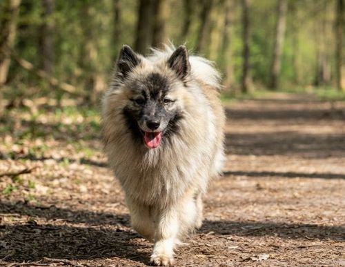 Vlcko Wolf